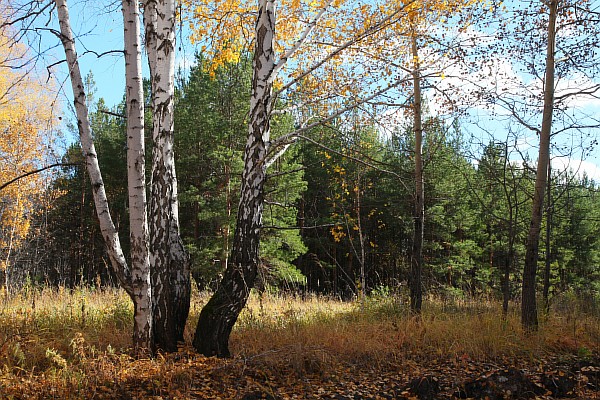 Лузинская дача