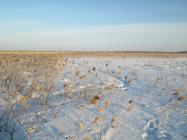 Приграничный