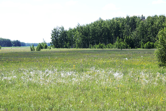 Лесостепной