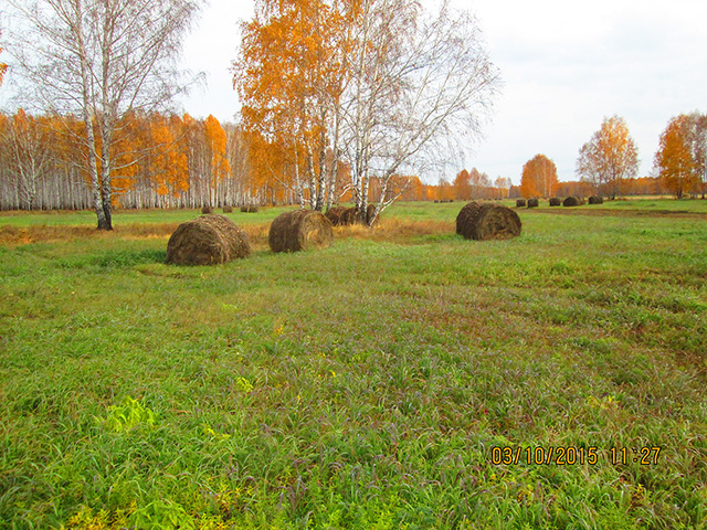 Надеждинский