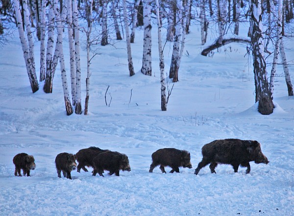 Высокий Вал