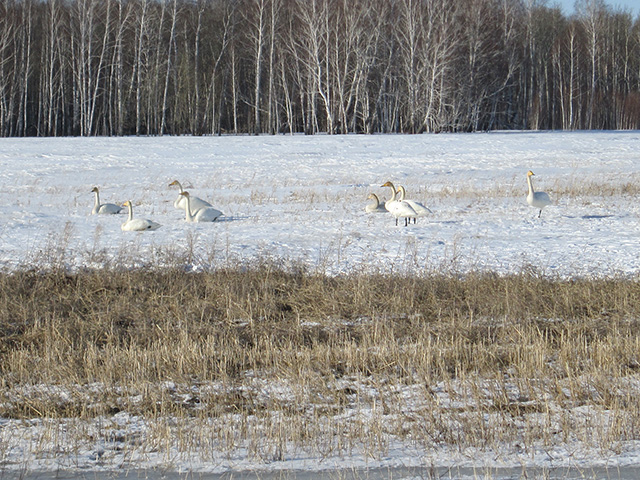 Баировский